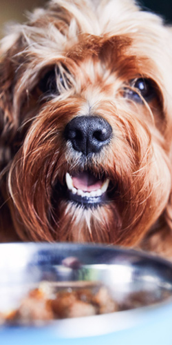 Background image for Tiergesundheit 